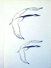 2 Blue Geese